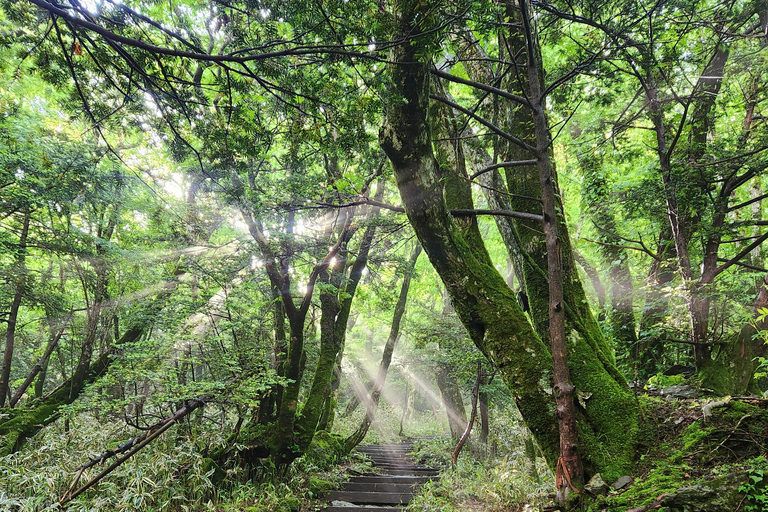 (Hotel PickUp) Jeju: West South Spring Canola & UNESCO Tour