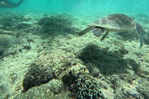 Oslob & Sumillon Insel Cebu