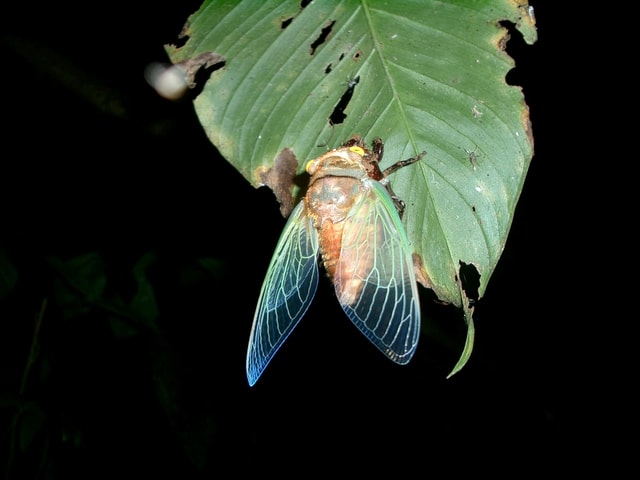 La Fortuna: Ecocentro Danaus EcoReserve officiële rondleiding