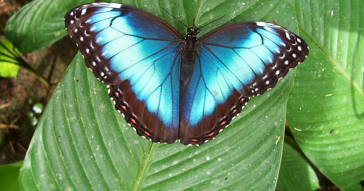 La Fortuna: Ecocentro Danaus biological Reserve Guided Tour | GetYourGuide