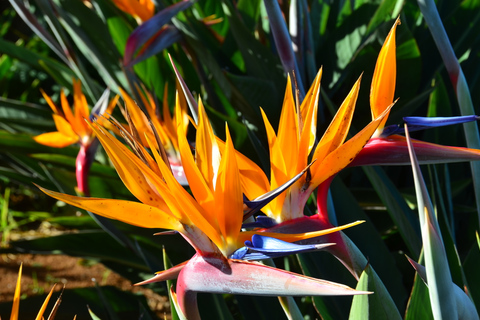 From Funchal: 4x4 Tour of Eastern Madeira Shared Group Tour