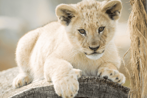 Batemans Bay: Mogo Wildlife Park Entry Ticket