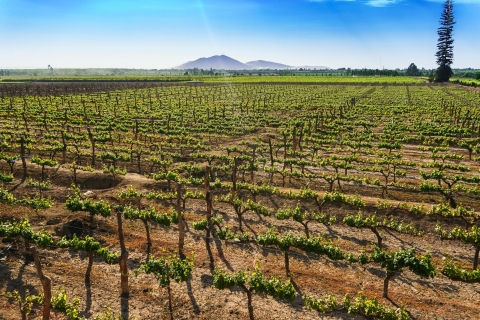 Z Ica lub Huacachina: Wine and Pisco Vineyards Tour