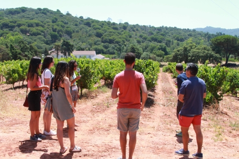 Arrábida i Sesimbra - wycieczka całodniowa z degustacją winaArrábida i Sesimbra Day Tour i degustacja wina - Private