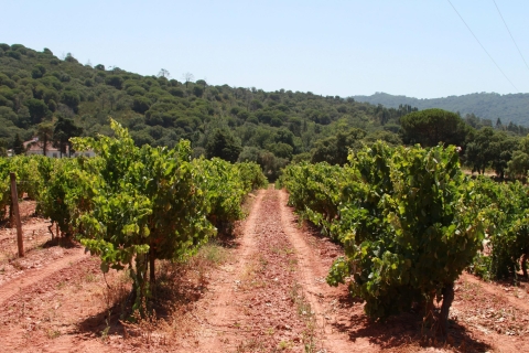 Arrábida i Sesimbra - wycieczka całodniowa z degustacją wina