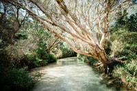 来自弗雷泽岛（Fraser Island）全天教练之旅的赫维湾（Hervey Bay） - Housity