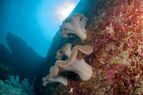 From Khao Lak: Similan Islands Diving Trip