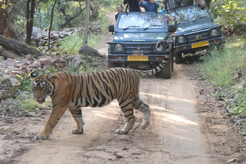 Jaipur: Ranthambhore Tiger Safari Day Trip