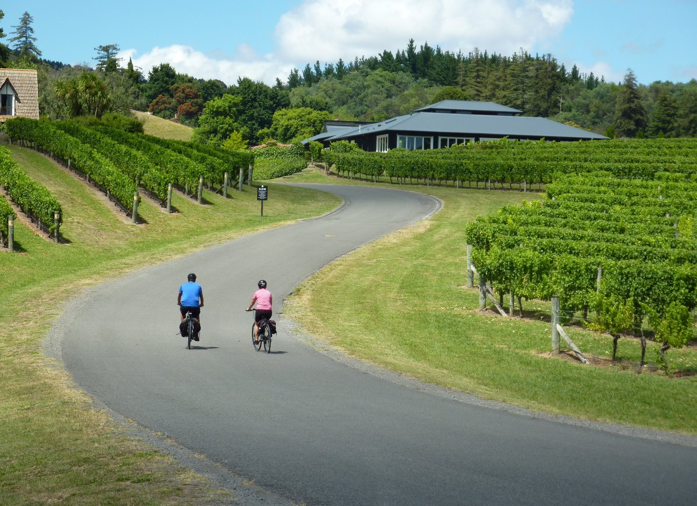 Napier: Cape Coast Winery Tour på pedal- eller elcykler