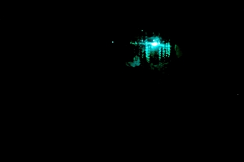 Sídney: Blue Mountains Glow Worm Adventure de noche
