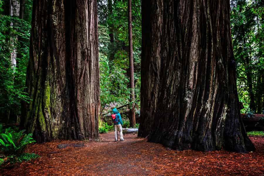 Aus San Francisco: Redwoods und Weinprobe. Foto: GetYourGuide Aus San Francisco: Redwoods und Weinprobe. Foto: GetYourGuide