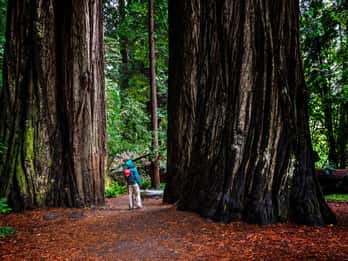 Von San Francisco: Redwoods, Weinprobe und Höhlentour Von San Francisco: Redwoods, Weinprobe und Höhlentour