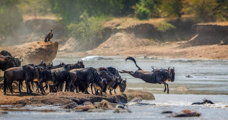 Maravilloso día 5 Parque Nacional del Serengeti a Cráter del Ngorongoro