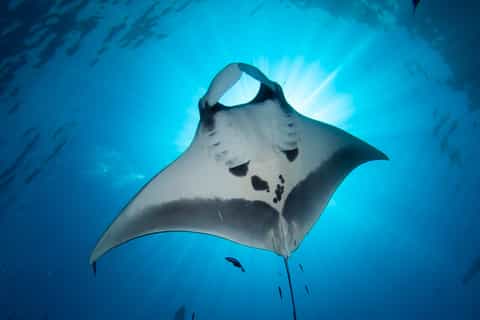 Nausicaá, Ganztages-Eintrittskarte für das National Sea Center