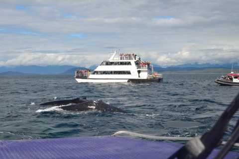 Juneau: Whale Watching Adventure