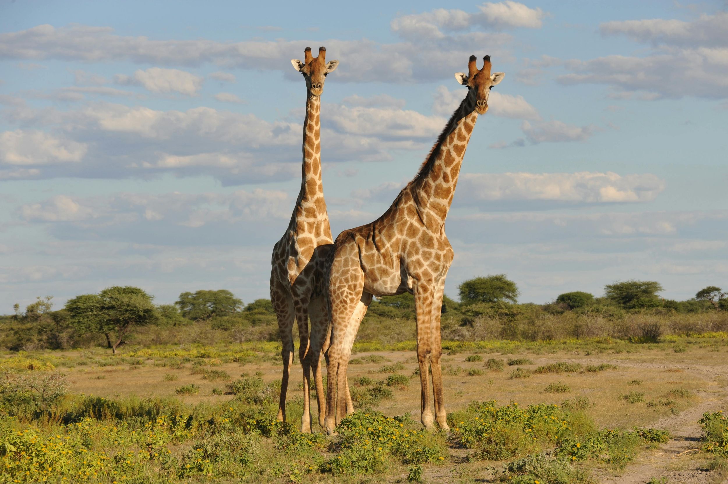 Von Dar es Salaam aus: Mikumi National Park Tagesausflug