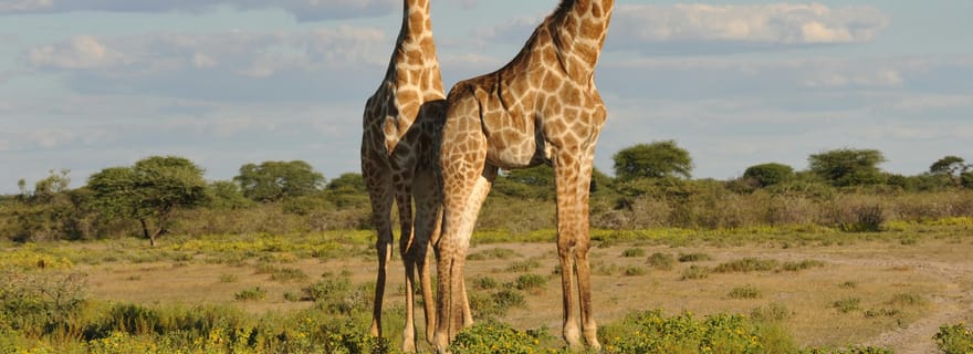 Depuis Dar es Salaam : Excursion d'une journée au parc national de Mikumi