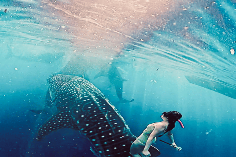 Lombok Sumbawa Best Sharing 2D1N Whale Shark With Snorkeling From Sumbawa Best Sharing 2D1N Whale Shark With Snorkeling