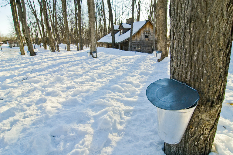 Montreal: Sugar Shack Maple Syrup Day Trip with Lunch