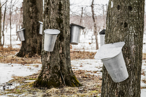 Montreal: Sugar Shack Maple Syrup Day Trip with Lunch