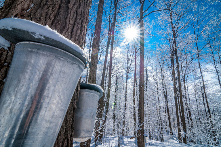 Montreal: Sugar Shack Maple Syrup Day Trip with Lunch