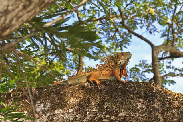 Tamarindo: Palo Verde National Park Tour