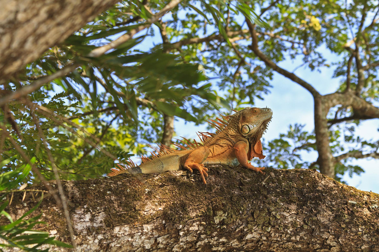 Tamarindo : Visite du parc national de Palo Verde