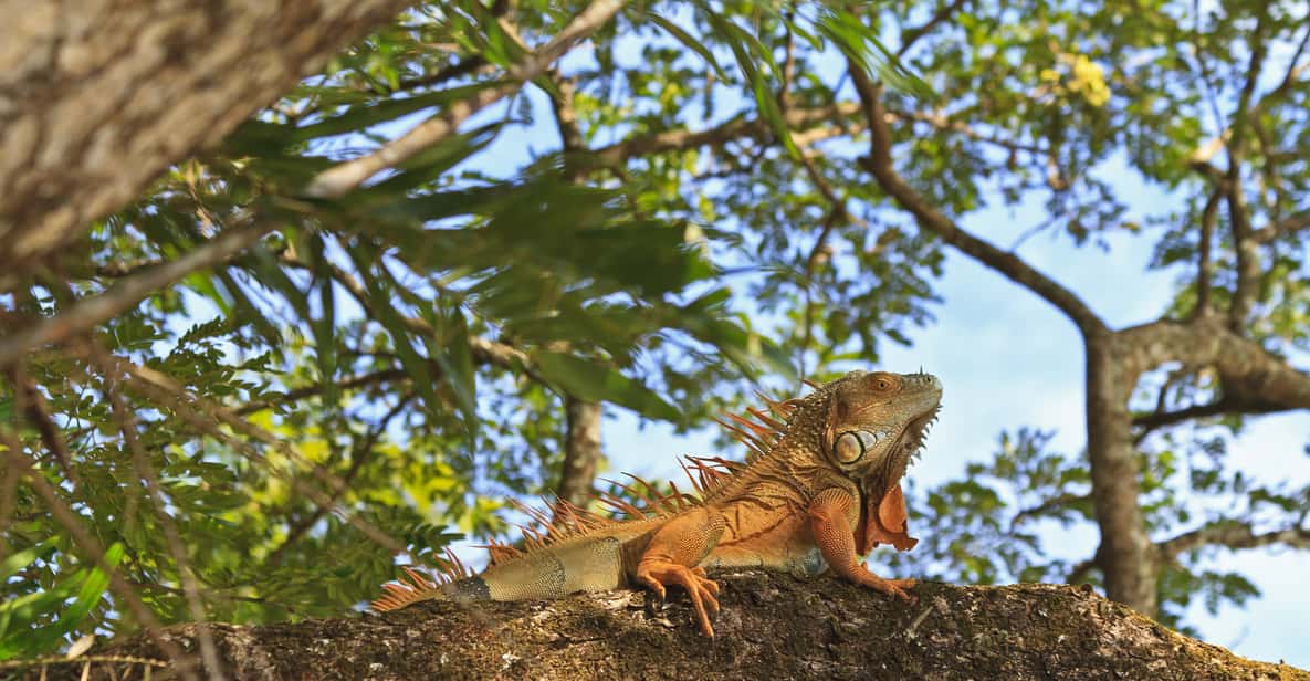 Tamarindo: Palo Verde National Park Tour