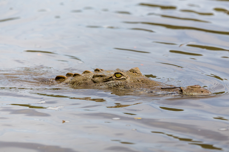 Tamarindo : Visite du parc national de Palo Verde