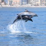 Benalmádena: crociera con avvistamento di delfini e panorami costieri