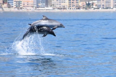 Benalmadena: Delfiinien katselua veneeltä