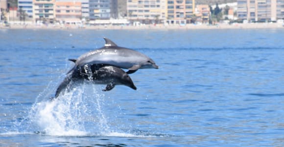 Benalmadena: Bootstour zur Delfinbeobachtung