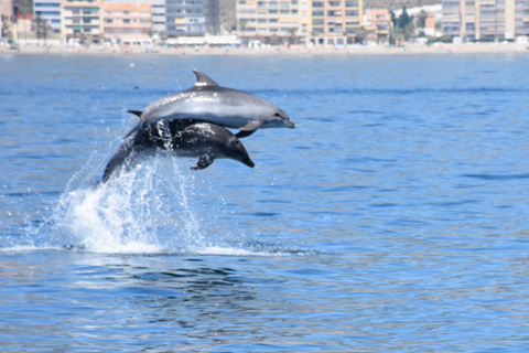 Benalmadena: Bootstour zur DelfinbeobachtungBenalmádena: Delfinbeobachtungs-Tour per Boot