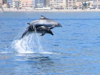 Benalmadena: Dolphin Watching Boat Tour
