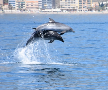 Benalmadena: Passeio de barco para observação de golfinhos