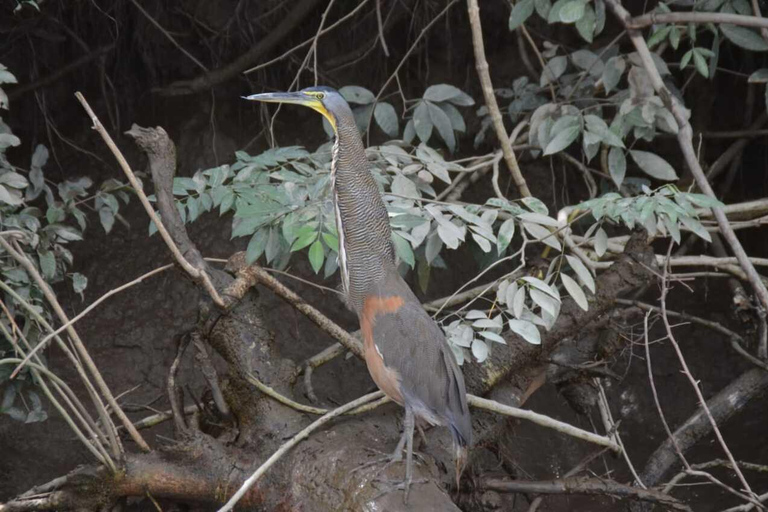 Tamarindo : Visite du parc national de Palo Verde