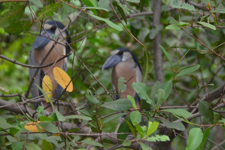 Tamarindo : Visite du parc national de Palo Verde