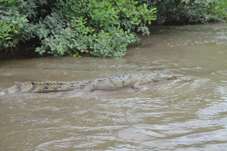 Tamarindo : Visite du parc national de Palo Verde