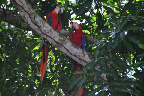Tamarindo : Visite du parc national de Palo Verde