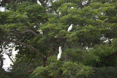 Tamarindo : Visite du parc national de Palo Verde