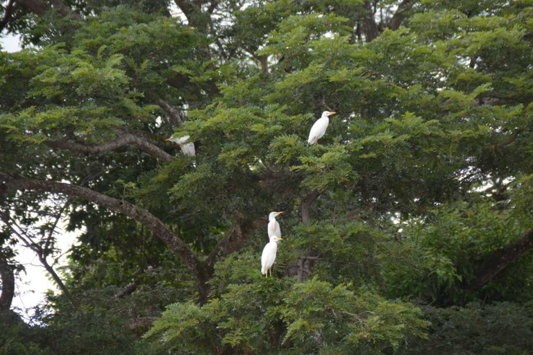 Tamarindo : Visite du parc national de Palo Verde