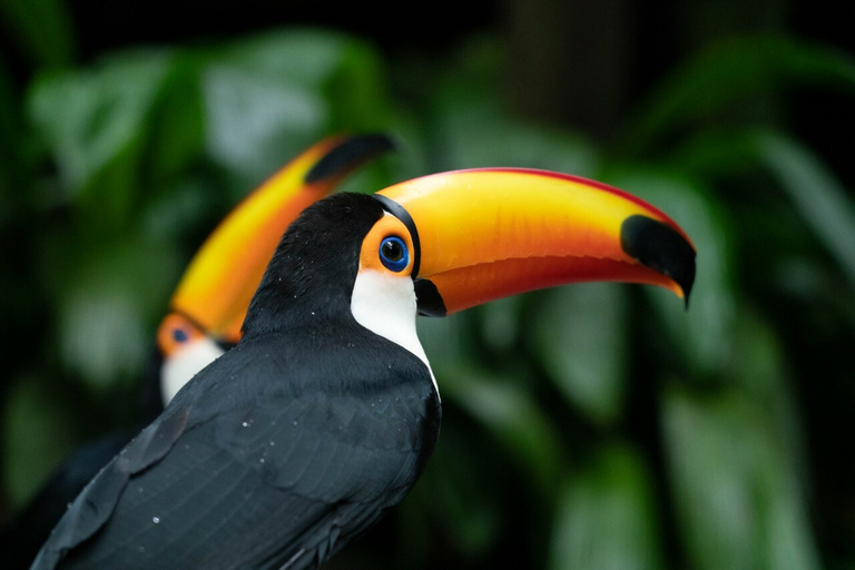 Foz do Iguaçu: Tour guiado de las Cataratas del Iguazú y el Parque de las AvesFoz de Iguazú: visita guiada a las Cataratas del Iguazú y al Parque de las Aves