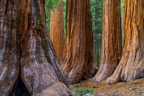 从旧金山出发：红杉、海岸和索萨利托之旅