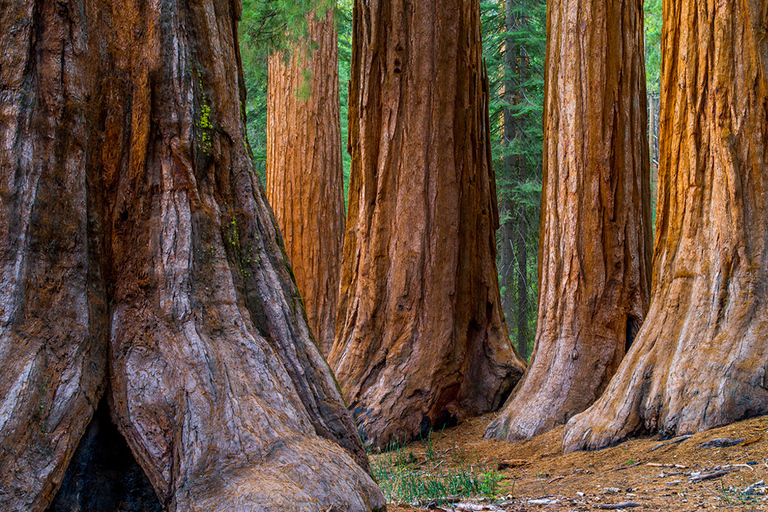 从旧金山出发：红杉、海岸和索萨利托之旅