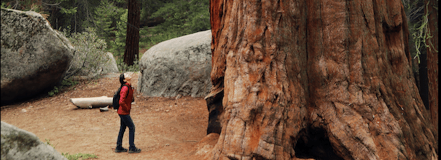 Depuis San Francisco : visite des séquoias, de la côte et de Sausalito