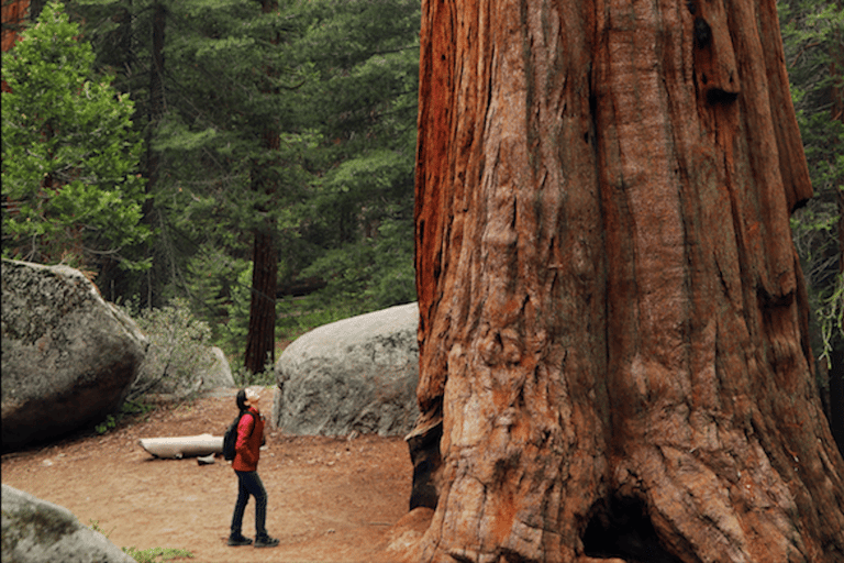 从旧金山出发：红杉、海岸和索萨利托之旅