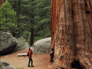 Von San Francisco: Redwoods, Coast und Sausalito Tour Von San Francisco: Redwoods, Coast und Sausalito Tour