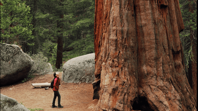 from san francisco redwoods coast and sausalito tour