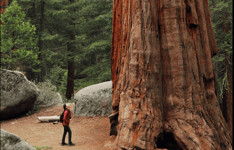 Von San Francisco Giant Redwoods Tour mit Mittagessen und Wein