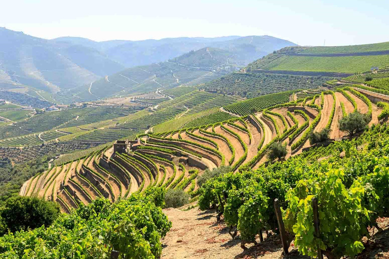 Tour completo pelo Vale do Douro - Visita a 3 vinícolas e almoçoPorto: Douro Valley Wine Tour com almoço